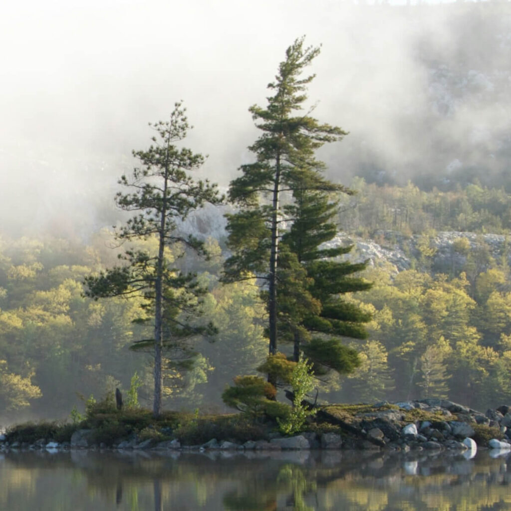 Eastern-White-Pine-and-Red-Pine